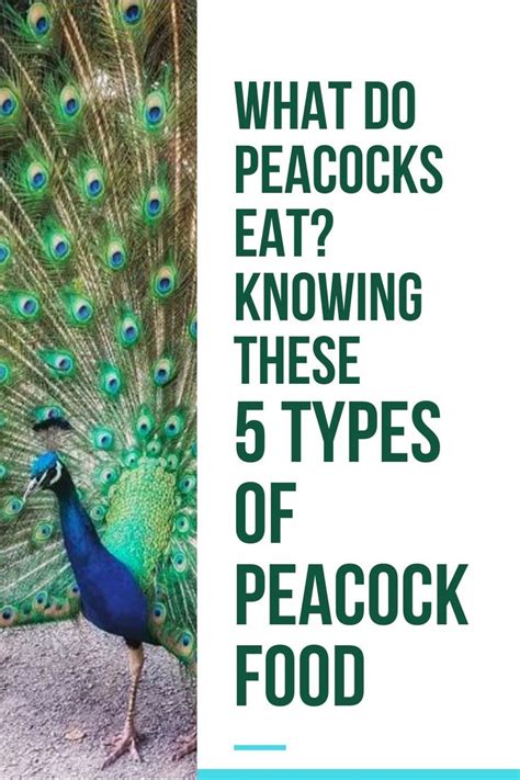 What Do Peacocks Eat Knowing These 5 Types Of Peacock Food Peacock Foods Peacock Food