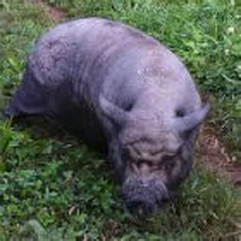 Jackson County Undersheriff Believes Owner Of Lost Potbelly Pig Has