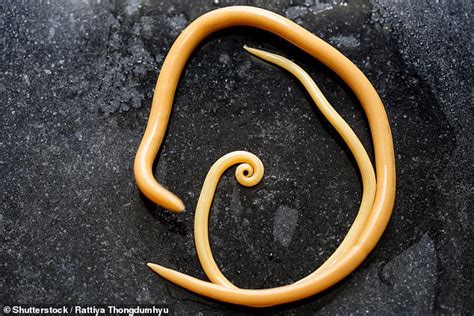 Male Worms Have A Sex Switch To Help Them Insert Their Penis Into A Mate Daily Mail Online