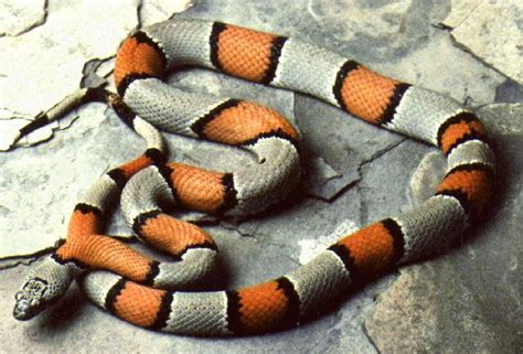 Grey Banded Kingsnake Facts And Pictures