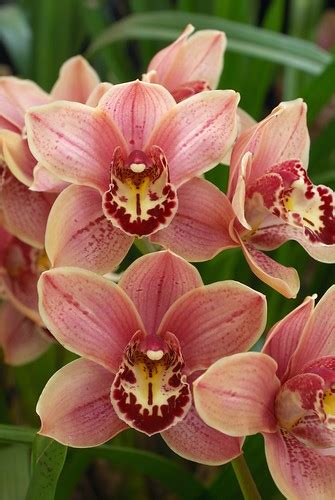 Cymbidium Clarisse Austin Cymbidium Tapestry X Cymbidium  Flickr