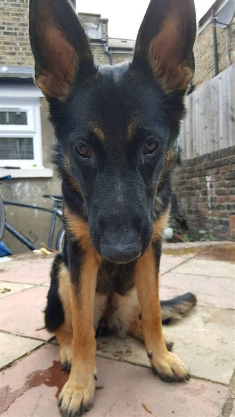 Female German Shepherd Puppy For Sale 6 Months Old In Brixton London