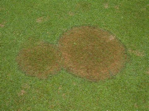 5 Common Lawn Diseases In Tampa Florida