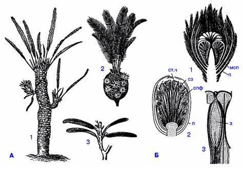 Рис. 73(сист). Беннеттиты (Bennettitopsida) Картинка - Рис. 73(сист). Беннеттиты (Bennettitopsida)