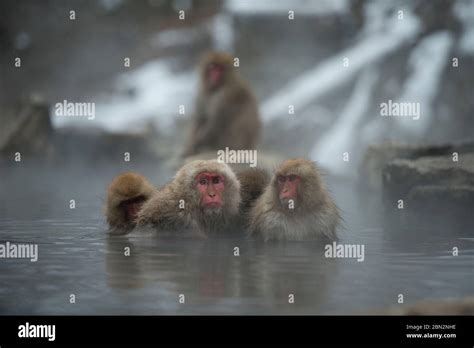 Japanese Macaque Monkeys Macaca Fuscata In Hot Spring Bath