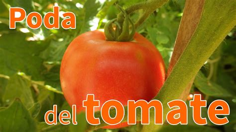 Cómo Podar Una Tomatera Planeta Huerto Plantas De Tomate Cultivar
