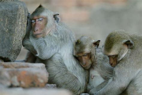 Three Monkeys Sitting Next To Each Other On Rocks