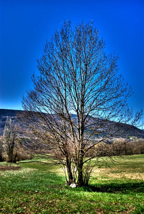 Hdr Tree By Thghst On Deviantart