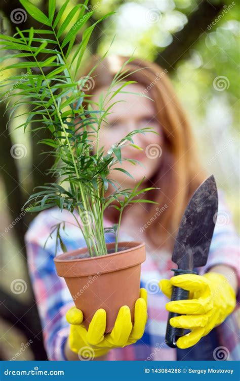 Girl Plants A Plant Stock Photo Image Of Houseplants 143084288