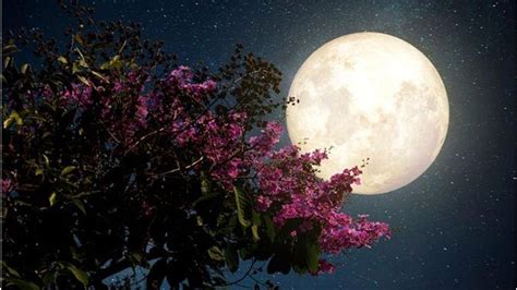 Supermoon 2020 Look Out For Aprils Spectacular Pink Supermoon