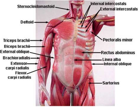 A layer of muscle and fascia which protects and encloses the abdominal cavity, allowing for its compression as well as torso movement. Images Of Torso Muscle With Label Torso Anterior Muscle ...