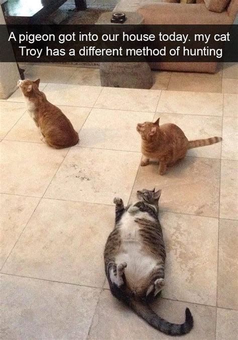 Two Cats Are Sitting On The Floor And One Is Looking At Another Cat Who