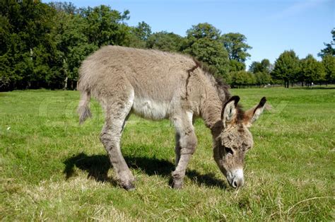 Donkey Eating Grass Stock Image Colourbox