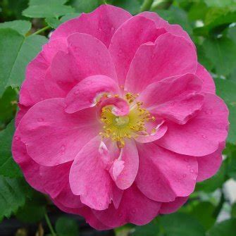Trellises and pergolas rambling on low fences and rock. Rosa 'John Cabot' | John Cabot Rose | plant lust