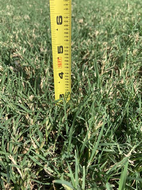 The 4 Most Common Ways To Fail At Establishing Fescue — Hall Stewart