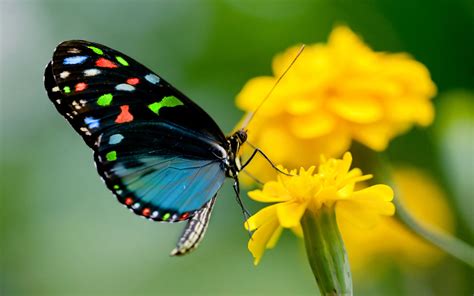 Butterfly On Yellow Flowers So Nice Images Hd Wallpapers Hd Wallpapers