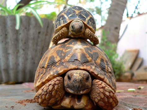 How To Wake Your Hibernating Pet Tortoise Tortoise Turtle Tortoises