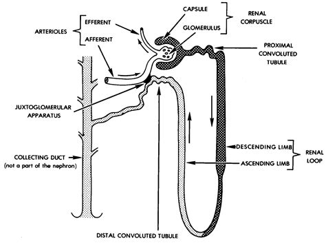 Anatomy Nephron Diagrams Printable My XXX Hot Girl