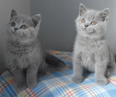 Im currently studying zoology, planning to transfer to sdsu here pretty quick. British Shorthair Cats For Sale | San Diego, CA #317187