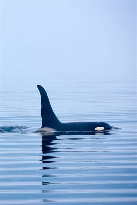 When is the Best Time for Whale Watching in Vancouver - Uncovering