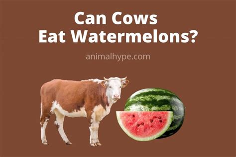 Can Cows Eat Watermelon Mooing Over Melons Animal Hype