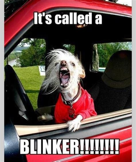 13 Best Dogs Riding In Cars Images On Pinterest Funny Animals Cutest