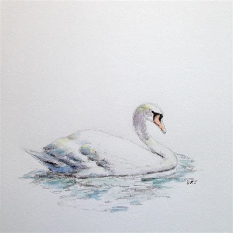 Pencil And Watercolor Swan Rdrawing
