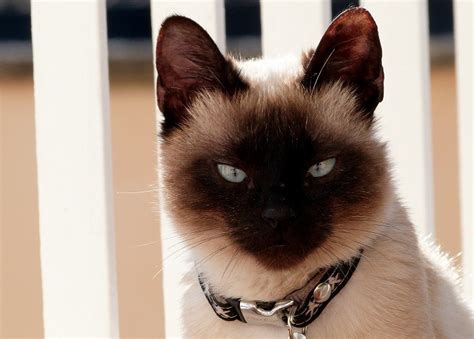 33 Striking Siamese Cat Colors (With Pictures) - Excited Cats