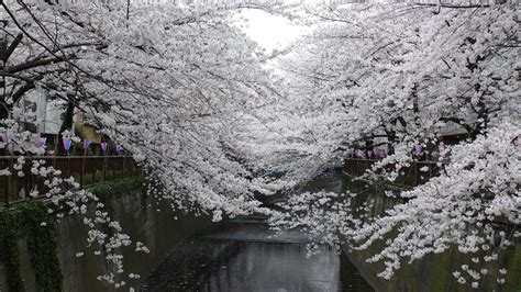 1920x1080 1920x1080 Japan Japan Flowers Sakura Park Spring