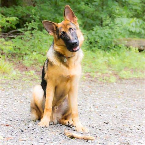 A nutritious dog food rich in antioxidants to help bolster immunity for a healthier life. What's a Good Dog Food for a German Shepherd? - That Susan ...