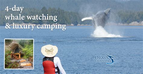 Whale Watching And Wildlife Vacations Vancouver Island Bc Canada