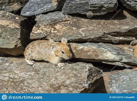 Rodent Stone Pika Mongolia Stock Image Image Of Rock 205122279