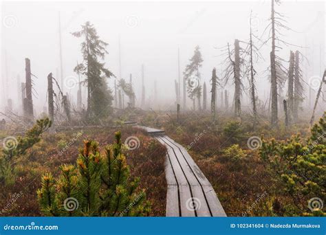 Bavarian Forest And The Wooden Pavements Above The Peat Autumn Forest