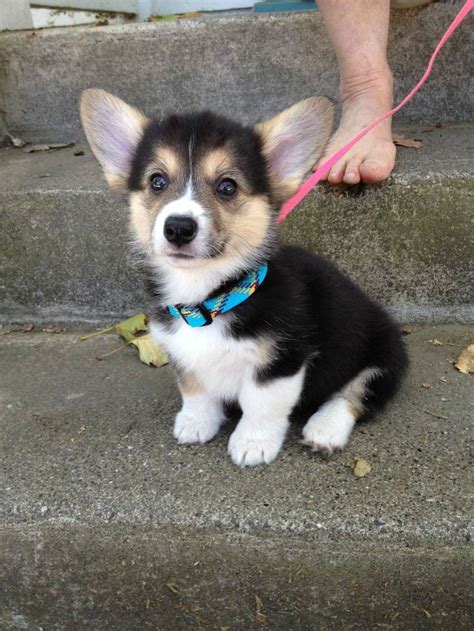 Newborn Corgi Puppies Sweet Baby ♡ Puppiessocute Corgi Puppy