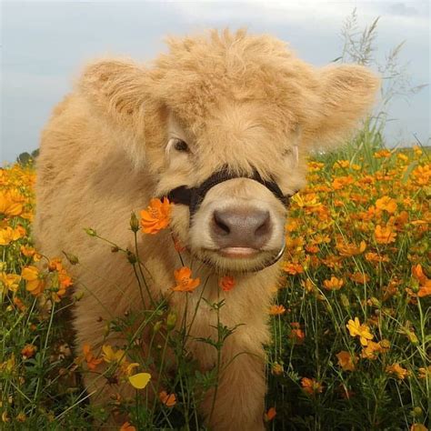 Pin By Jolie Truc On Cuteness Is In The Air ♥ Fluffy Cows Cute Baby