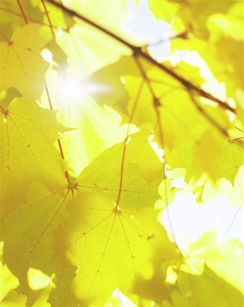 Sun Shining Through Autumn Leaves By Johner Images