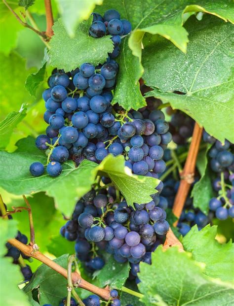 Grape On Branch In Vineyard Stock Image Image Of Fall Growing 124890717