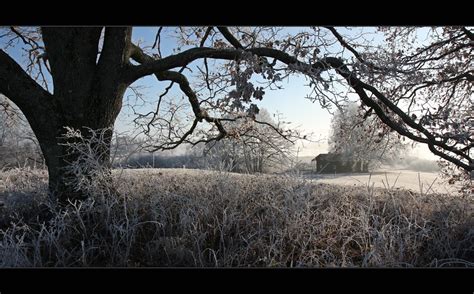 ~ Weiße Gräser Ii ~ Foto And Bild Jahreszeiten Winter Uffing Am