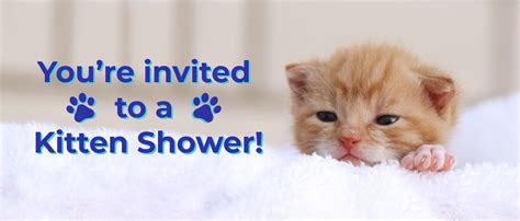 Its Time For A Kitten Shower Rancho Coastal Humane Society