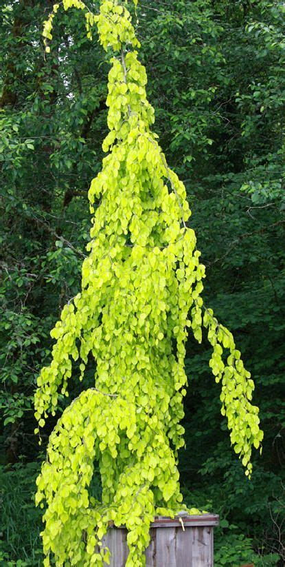 Golden Weeping Beech Grown In A Container ~ Glorious I Have An