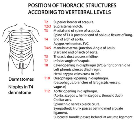 An anatomical diagram and model of the human muscular system in a spear throwing pose, composed of the names of the muscles using typography. Instant Anatomy - Thorax - Vertebral Levels - Thoracic levels