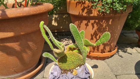 The pad is potted using a good cactus mix that includes 40 percent sand, 40 percent potting soil and 20 percent peat as the fall season comes to an end, relocate your cactus to an area with lower temperatures of about 50 degrees fahrenheit. Just adopted some really unhappy cacti. Is this the right ...