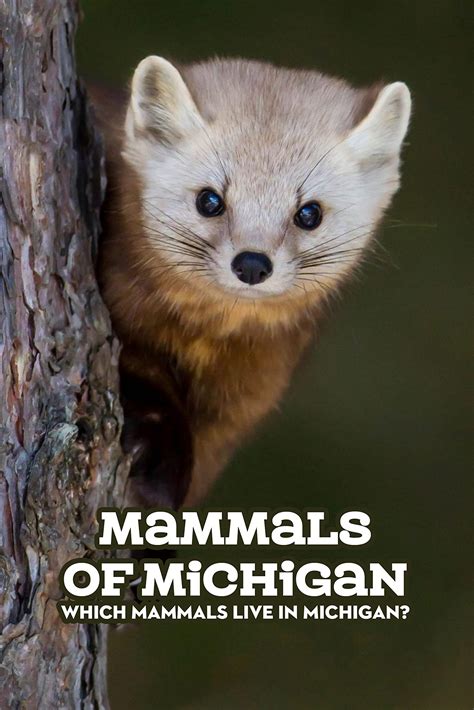 Mammals Of Michigan Which Mammals Live In Michigan By Eric Dutton