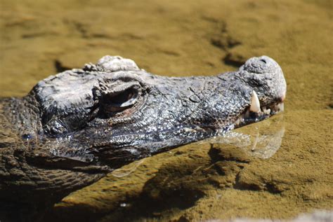 Berikut ini adalah list daftar nama binatang / hewan baik mamalia, reptil. Gambar : alam, hewan, margasatwa, reptil, fauna, kadal ...