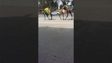 That camel has a name and a purpose. Camels walking in line by himself - YouTube