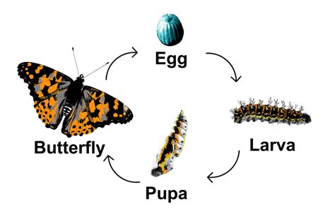 4 Stages Of Butterfly Life Cycle Images And Photos Finder