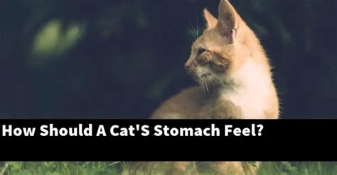How Should A Cats Stomach Feel Explained
