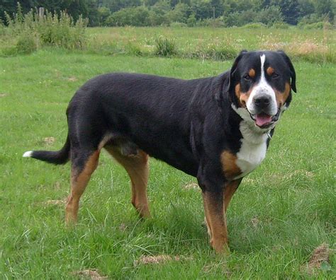 The Most Popular Big Dog Breeds In America Lifestyles