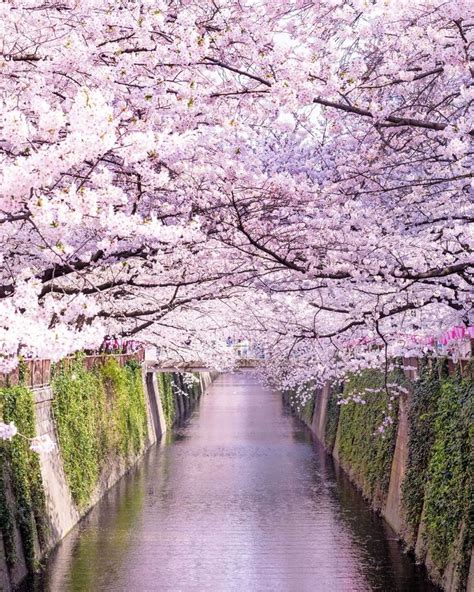 Japan Airline The Some 800 Cherry Blossom Trees Lining The Meguro