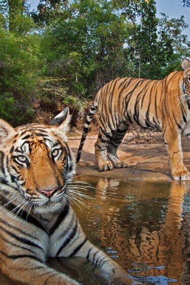 See Some Of Nat Geos Most Striking Photos Of Tigers—ever